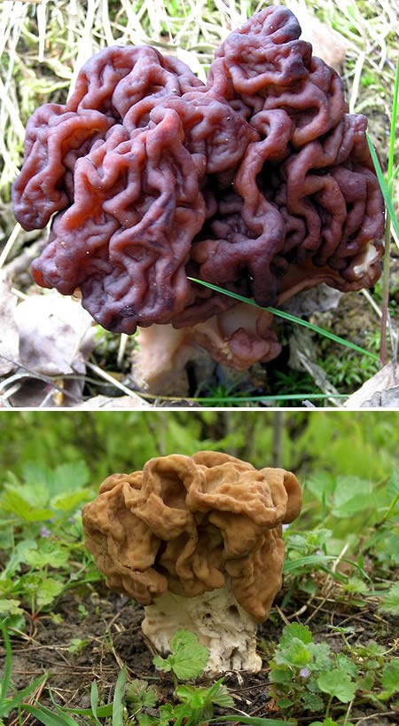 Nấm não có tên khoa học là Gyromitra esculenta. Đây là một loại nấm nang thuộc giống Gyromitra, phân bổ ở Châu Âu và Bắc Mĩ. Loài nấm này có hình dạng bộ não màu nâu đậm, cao 10 cm và rộng 15 cm, phía dưới là cuống màu trắng dài 6 cm.